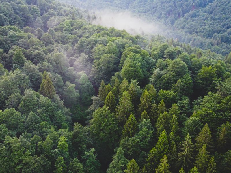 Broyage Forestier Lanaudière (BFL), vous propose un service de deboisement, défrichage et d’abattage d’arbres mécanisé et multiple dans Lanaudière ou les Laurentides rapide, efficace et surtout économique