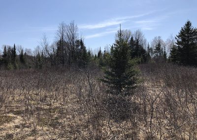 service de défrichement ou de déboisement de terrain dans la région des Laurentides - Broyage forestier lanudière