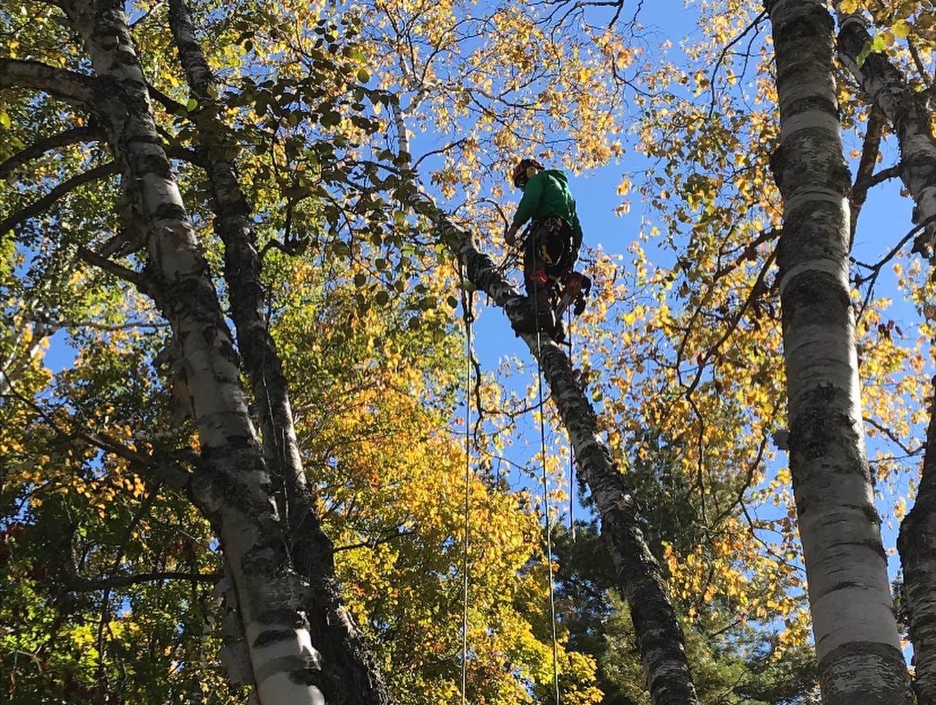 Broyage Forestier Lanaudière (BFL), vous propose un service de déboisement, défrichage, d’abattage d’arbres, élagage, émondage, éssouchage, haubanage, plantation dans Lanaudière ou les Laurentides rapide, efficace et surtout économique