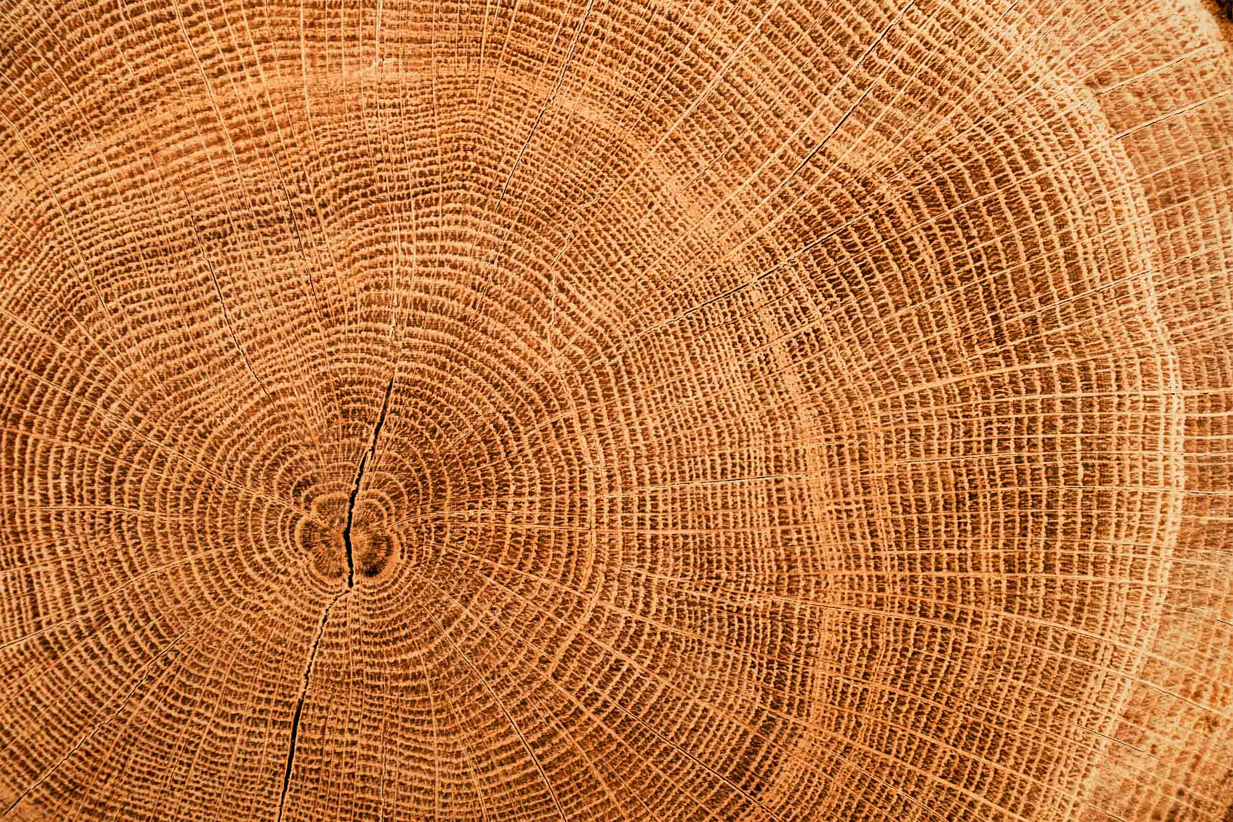 Services d'éssouchage et enlèvement de souche professionnels dans Lanaudière et les Laurentides / Broyage Forestier Lanaudiere