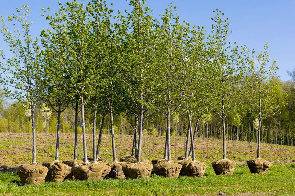 Services de plantation d'arbres professionnels dans Lanaudière et les Laurentides / Broyage Forestier Lanaudiere